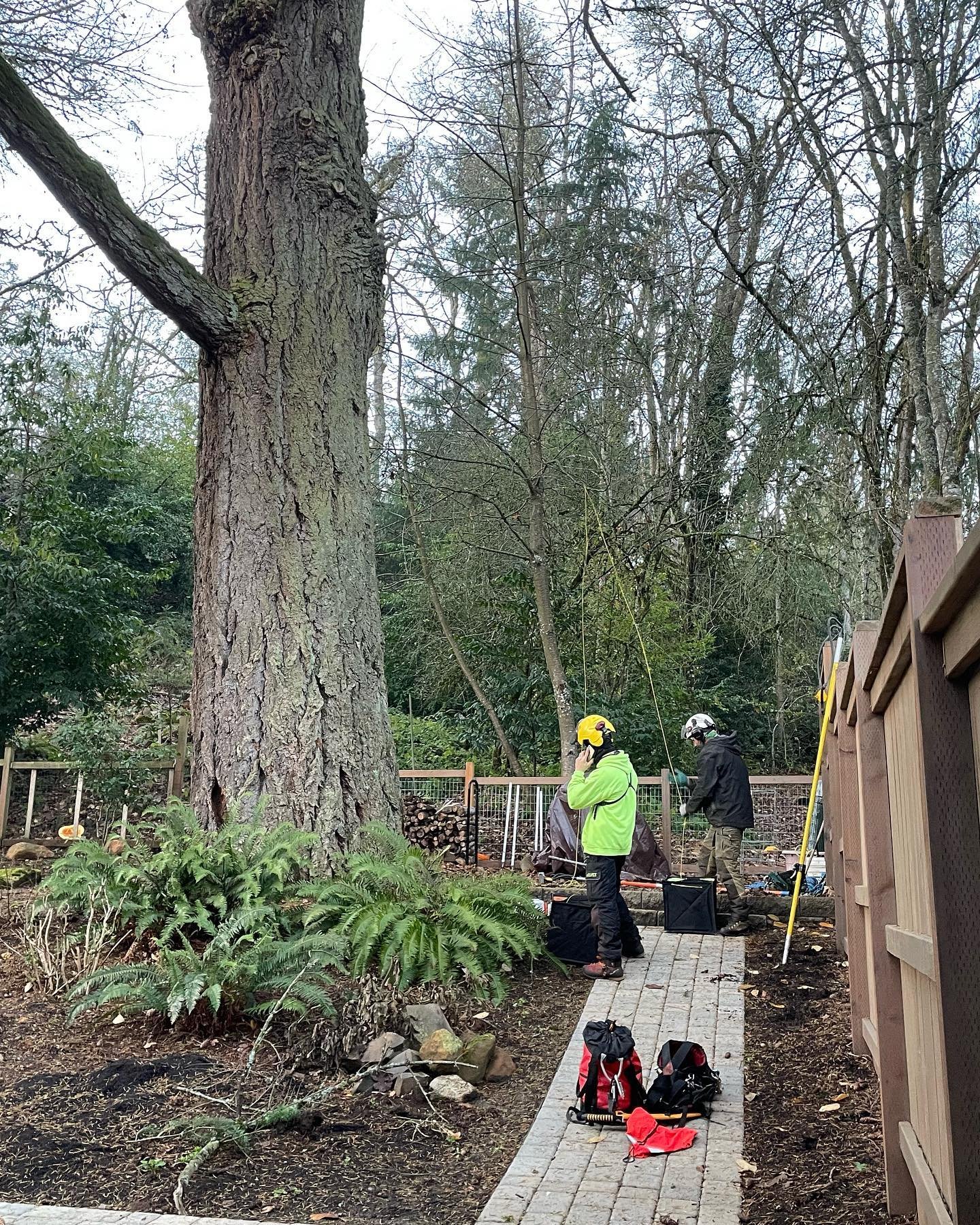 Arborist standing at the base of a massive Douglas fir